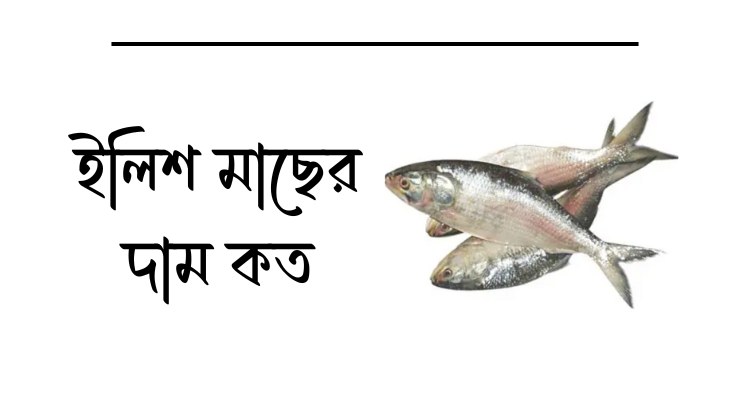 ইলিশ মাছের দাম কত